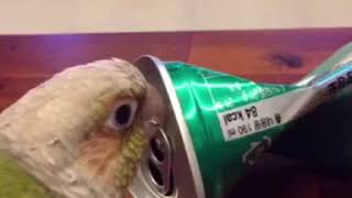 ‪달콤함을 좋아하는 소망이‬(코뉴어)