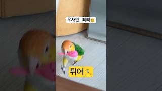 우사인 삐삐.                                #앵무새 #parrot #birds #카이큐 #달리기 #도망