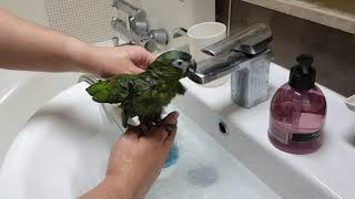 한스마카우 첫목욕~좋아하네요^^