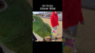 장사하는 앵무새 #아랑이 #아마존앵무새 #대화하는앵무새