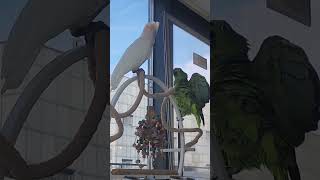 #앵무새 #듀컵코카투 #미친놈