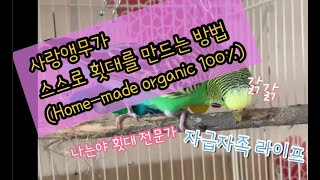 ENG SUB)[사랑앵무(잉꼬)들이 스스로 횃대를 만든다고?? 앵무새 횃대는 더이상 돈주고 살 필요가 없다!! ]사랑앵무들은 횃대 만들기 장인