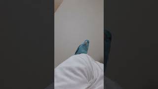 묘하게 중독되는 앵무새소리!!! 아기앵무 베리 #유리앵무새 #유리앵무 #아기앵무새 #앵무새소리