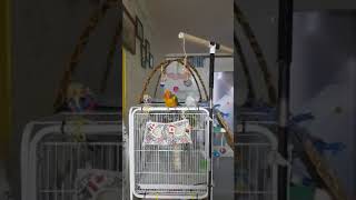 썬코뉴어 앵무새 춤추기 Sun Conure