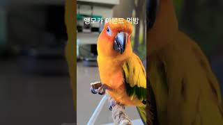 앵무새 아몬드 먹방 #parrot #앵무새 #썬코뉴어 …