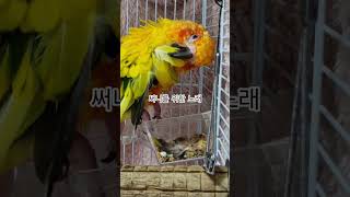 써니가 원하면 밤새도록 노래 할수있어!  #썬코뉴어 #parrot #앵무새 #노래 #song #원하면 #if you want #밤새도록 #all night #써니