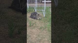 Quaker Parrot and the Neighbour's cat