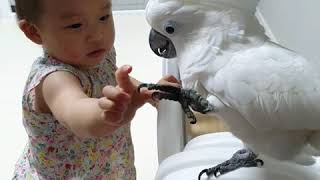 동생이 무지 귀찮지만 아기라서 봐주는 순둥이 앵무새 나…