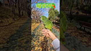 #앵무새 #가을 #산책 #성내천 #parrot #sho…