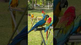 No Hairy chicken but the Macaus are back