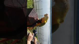 코뉴어 앵무새 루미와 나들이~