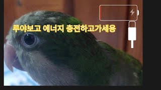 퀘이커앵무새 루야