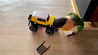 RC카를 갖고 노는 카이큐 앵무 (Caique parrot playing with an RC car)