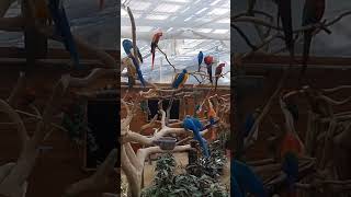 뭔가 말하는 앵무새