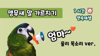 엄마❤ 앵무새말가르치기 - 1시간 연속재생 #한스마카우…