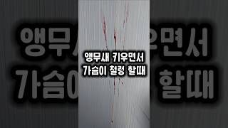 퇴근하고 방안을 보는데 심장이 철렁했어요  #앵무새 #…