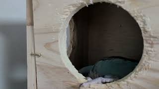 #휘파람잘부는 "소원이"#블루퀘이커 parrot