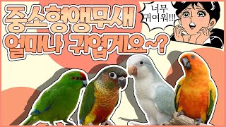 [앵무새키우기]수명이 20-40년인 중소형 앵무새들의 …