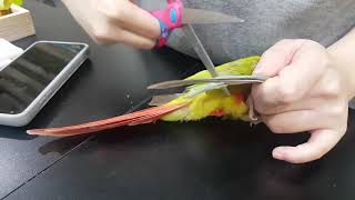 우리집 새새꾸에서 발톱자르고 윙컷하는 파인애플 코뉴어 알콩