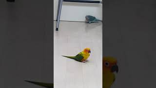 썬코뉴어 블루퀘이커