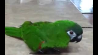 잼있는 동영상(유머)-노래하는 앵무새