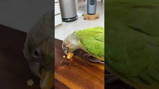 소망이의 일상(코뉴어)귤도 참 맛있게 잘 먹는구나