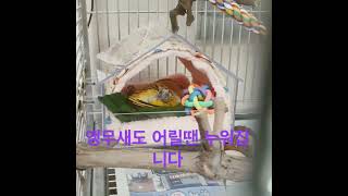 #팡이 #카이큐앵무새 #귀여운앵무새 #cute #누워자는앵무새