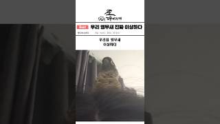 파양당한 앵무새를 데려왔는데 수상하다. #앵무새 #웃긴영상 #동물 #parrot #반려동물