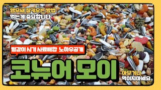 [대구앵무새농장] 코뉴어에게 적합한 앵무새사료배합하는 …