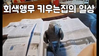회색앵무 키우는 집의 일상