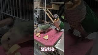 동결건조파파야간식#목도리앵무새#앵무새#parrot#먹방#간식#코뉴어#모란#동결건조#파파야