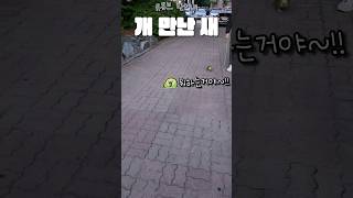 [수리] 강아지한테 말거는 앵무새 / #말하는앵무새 #…