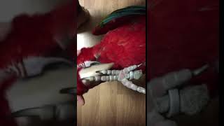 홍금강 앵무새 타미와 놀아주기