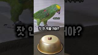 앵무새가 간식을 눈앞에 두고도 못 먹은 이유는? #앵무새 #겁쟁이