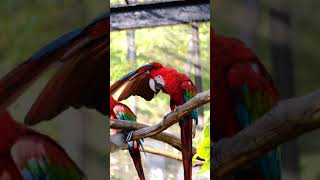 에버랜드 앵무새집 시키면 다 따라하는 홍금강앵무  / Everland Parrot house Red & Greenwing Macaw