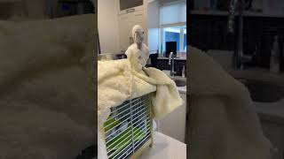 LETS DANCE!! #parrot #cockatoo