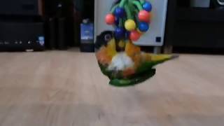앵무새 대롱대롱 : 검은머리 카이큐 리오의 재롱 8 (잉꼬, 앵무, Caique Parrot, ズグロシロハラインコ)