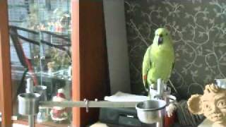 amazon Parrot" Korean singing