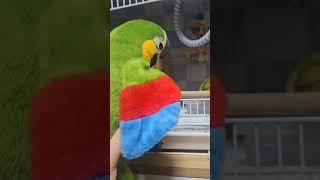 대형 앵무새  인형  보고 무서워하는 아롱이 초롱이  …