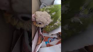 귀농귀촌 애기 코뉴어 앵무새 분양 01030983560