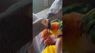 Apollo’s Learning to Groom the…