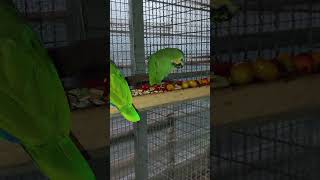 미식가 아마존C 새로운 먹거리 청양고추와 방울 토마토를 줬는데 주는 순간에 먹방입니다