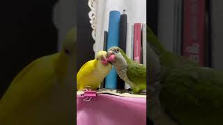 리본뺏기 승자는? #앵무새 #퀘이커 #리본#부리씨름