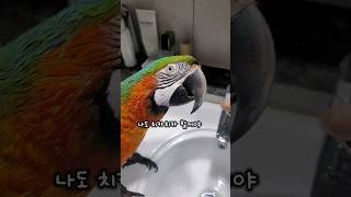 자기도 하고싶다고 쳐다보는 앵무새  안해줄수가 없었어요  #마카우 #왕크왕귀 #양치하기