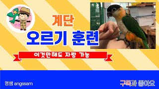 [앵무새 키우키 팁] 계단 오르기 훈련법!!