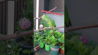 앵무새님 플러팅에 정신 못 차리는 중 #앵무새 #반려동…