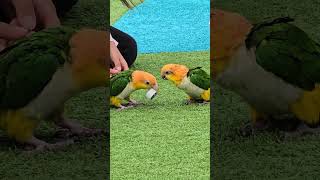 카이큐 앵무새 놔라! 놔! 나도 전해질을 채워야해! 하…