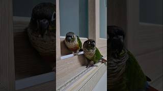 코뉴어앵무새#하랑이 #하봉이#더빙농장 #동물더빙#웃긴동물영상