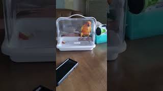 #춤추는 앵무새  #썬코뉴어 #앵무새