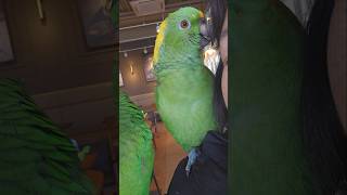 이정도면 가수 맞지? 노래듣고가봐 #아랑이 #parrot #아마존앵무새